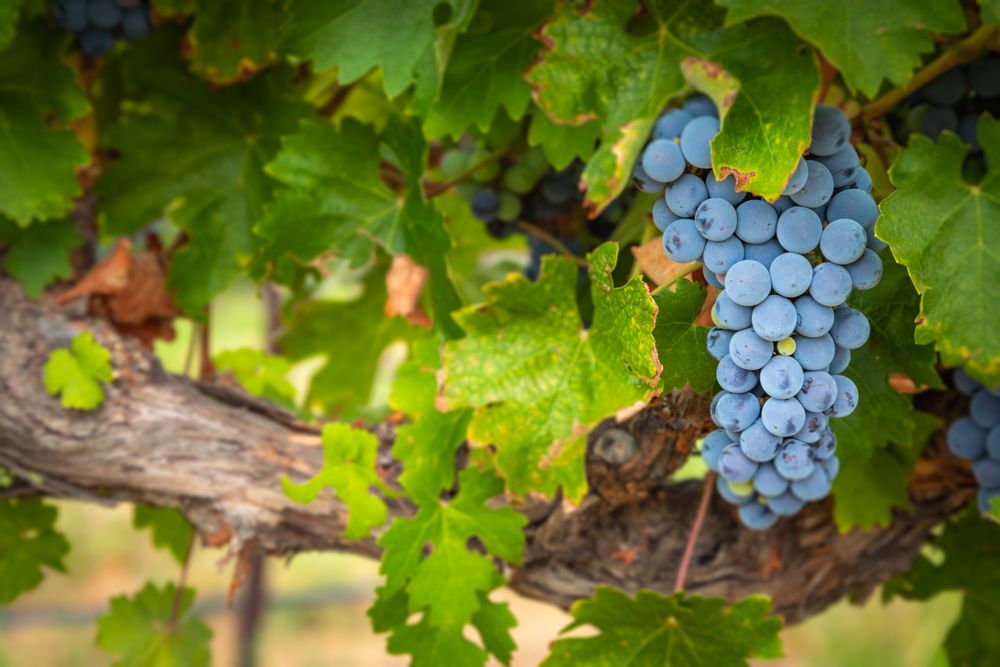 Lush Wine Grapes Clusters Hanging On The Vine