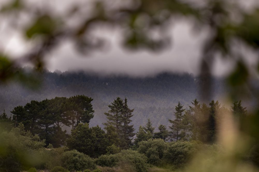 Clouds descending over mountains with branch in foreground