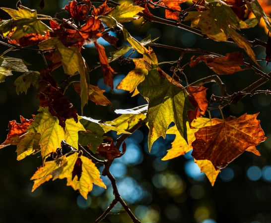 Pointed multicolored autumn maple and sycamore leaves. Close-up.