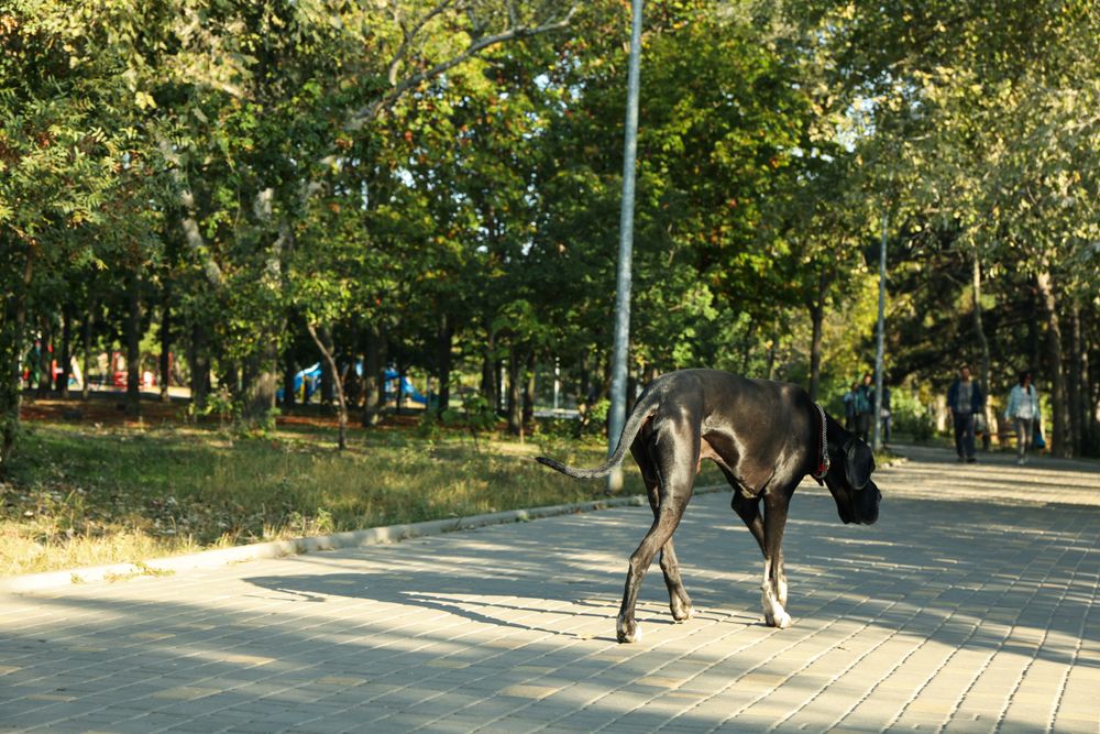 Dog walking in the park in sunny morning