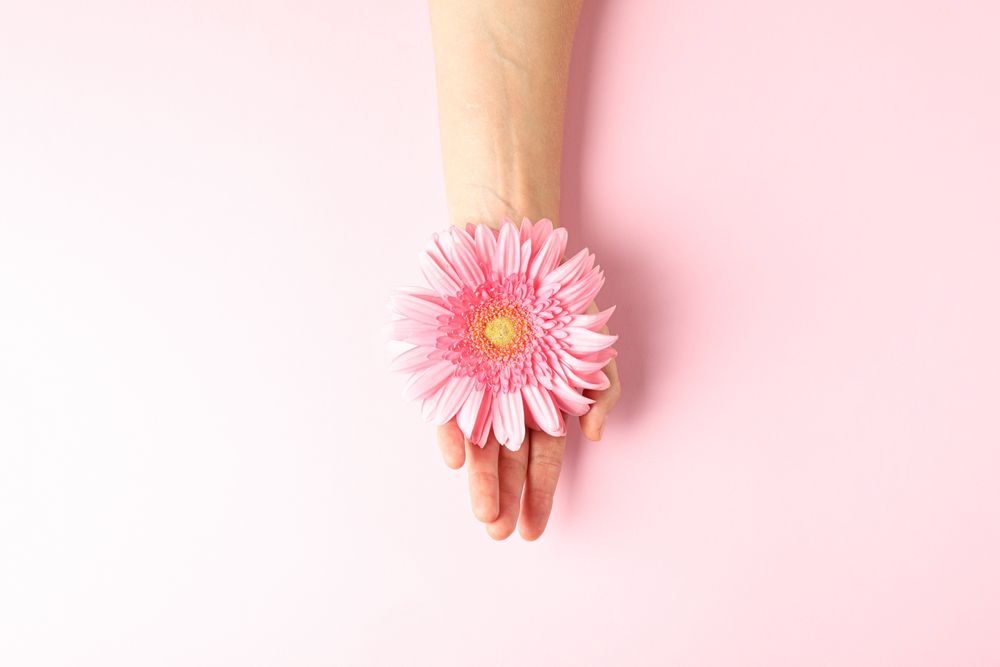 Female hand hold gerbera on color background, space for text