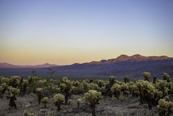Cholla Cactus Garden with teddybear cholla at sunset with copy space