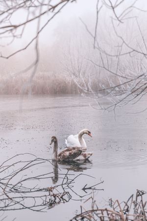 Two swans in a lake on a cold day