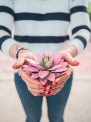 Female hands with beautiful exotic flower