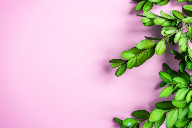 Easter holiday card concept with bright green branch on baby pink background