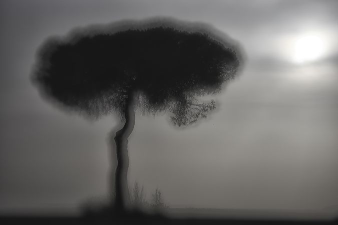Defocused trees in sunset valley
