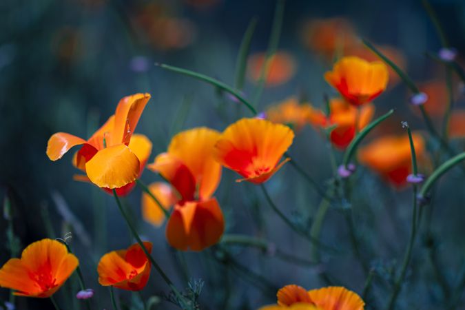 Field of orange poppies