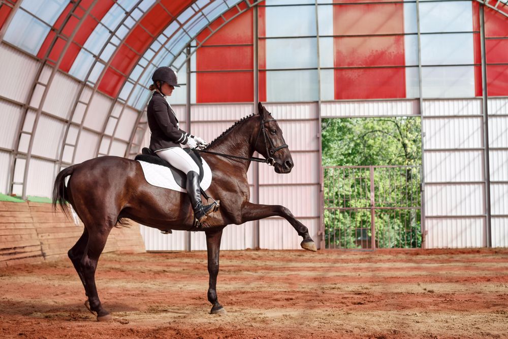 Pedigree horse trotting in arena