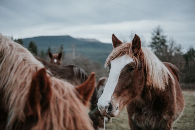 Funny horses on meadow
