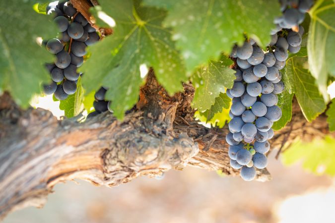 Vineyard with Lush, Ripe Wine Grapes on the Vine Ready for Harvest