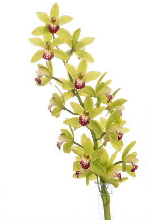 Isolated blooming green yellow orchid flowers