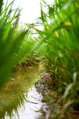 Water surrounded by long grass