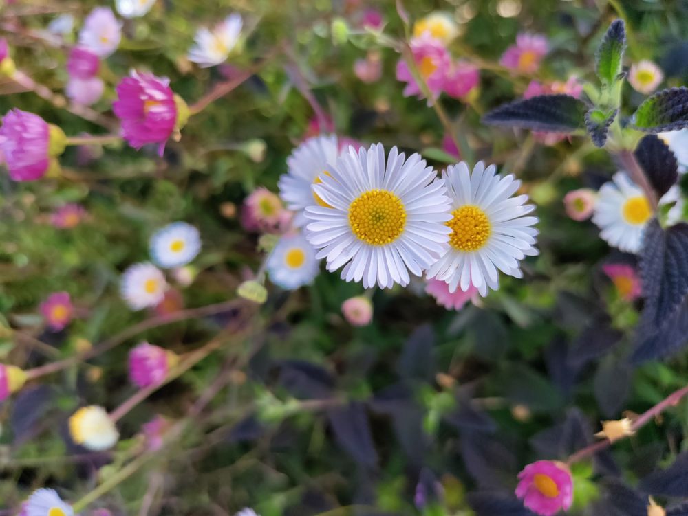 Daisy fleabane with copy space