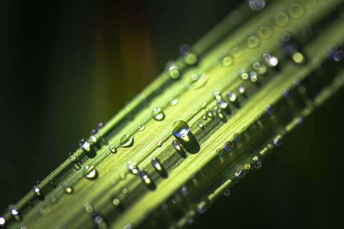 Close up of green leaf with droplets