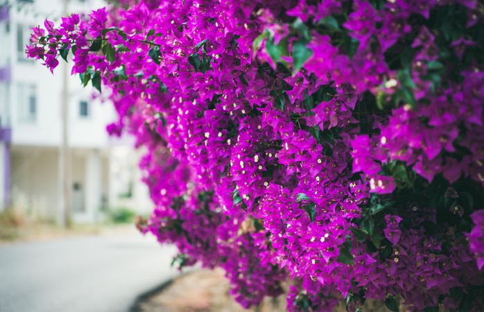 Side view of Bougainvillea tree flowers on street