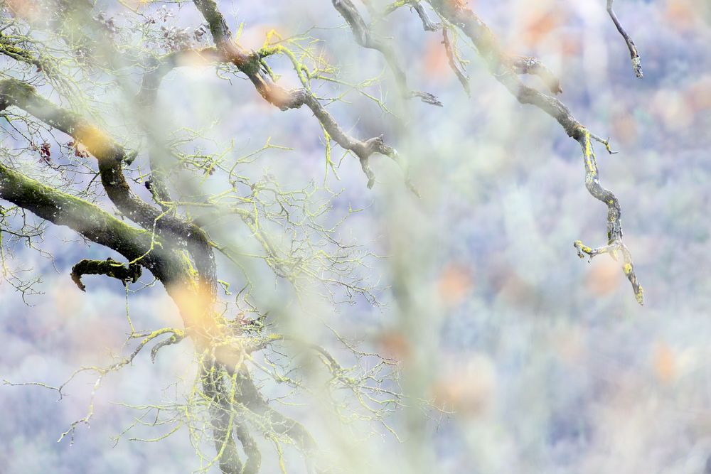Green branches covered with moss