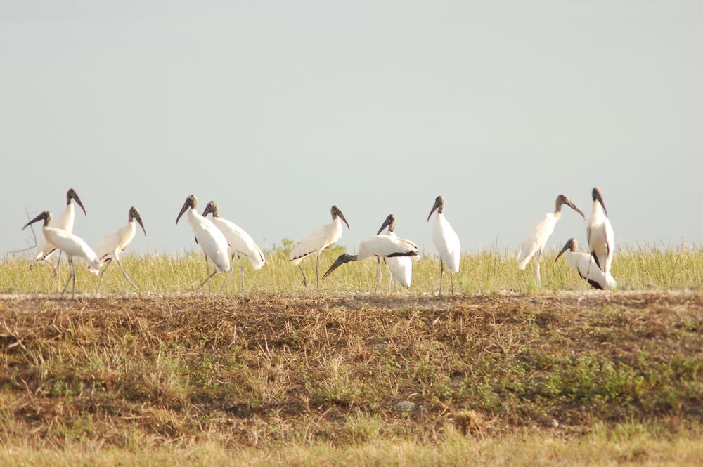Young woodstorks in Everglades National Park
