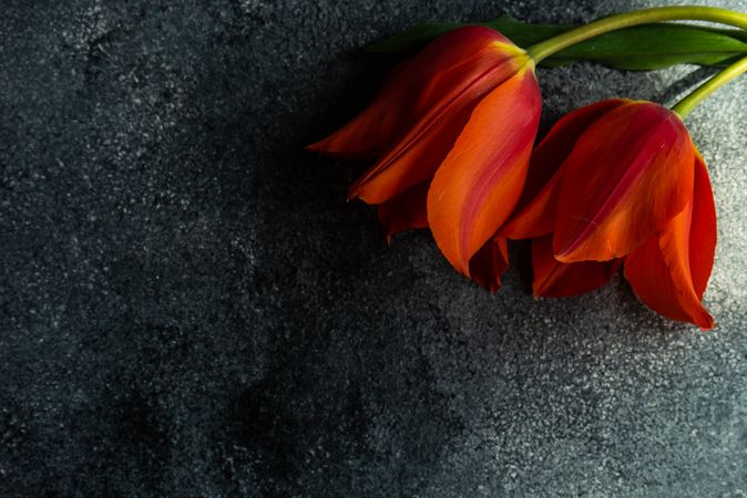 Two orange tulip flowers on concrete counter