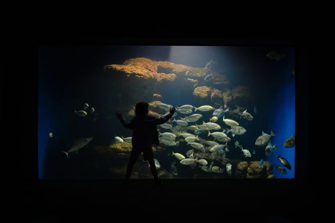 Kid exploring fish in aquarium