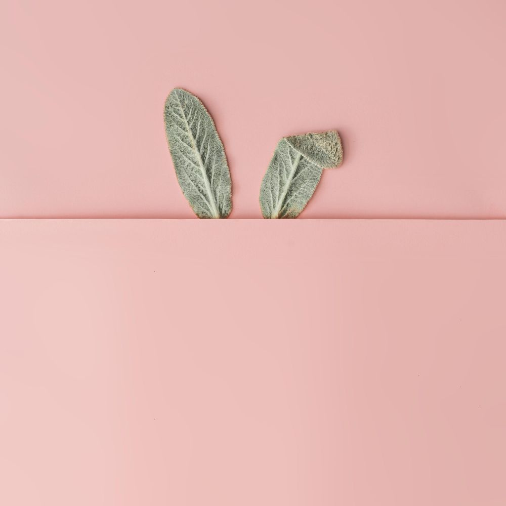 Bunny rabbit ears made of natural green leaves on pastel pink background