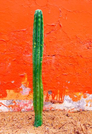 Tall cactus growing against red wall