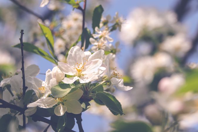 Flowers of the cherry or apple blossom. Sakura flower.