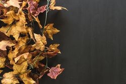 Autumn leaves on dark background