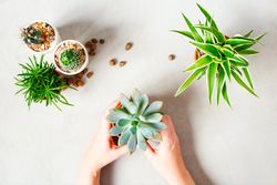 Top view of woman with succulent pots