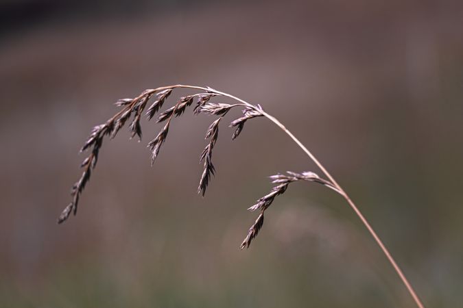 Close up of long dry plant in a field