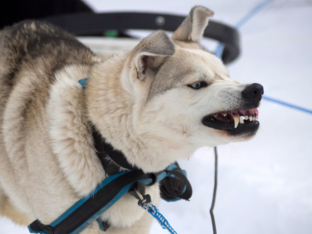 Husky dog bearing it's teeth