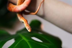 Corn snake wrapped around woman hand with leaf in background