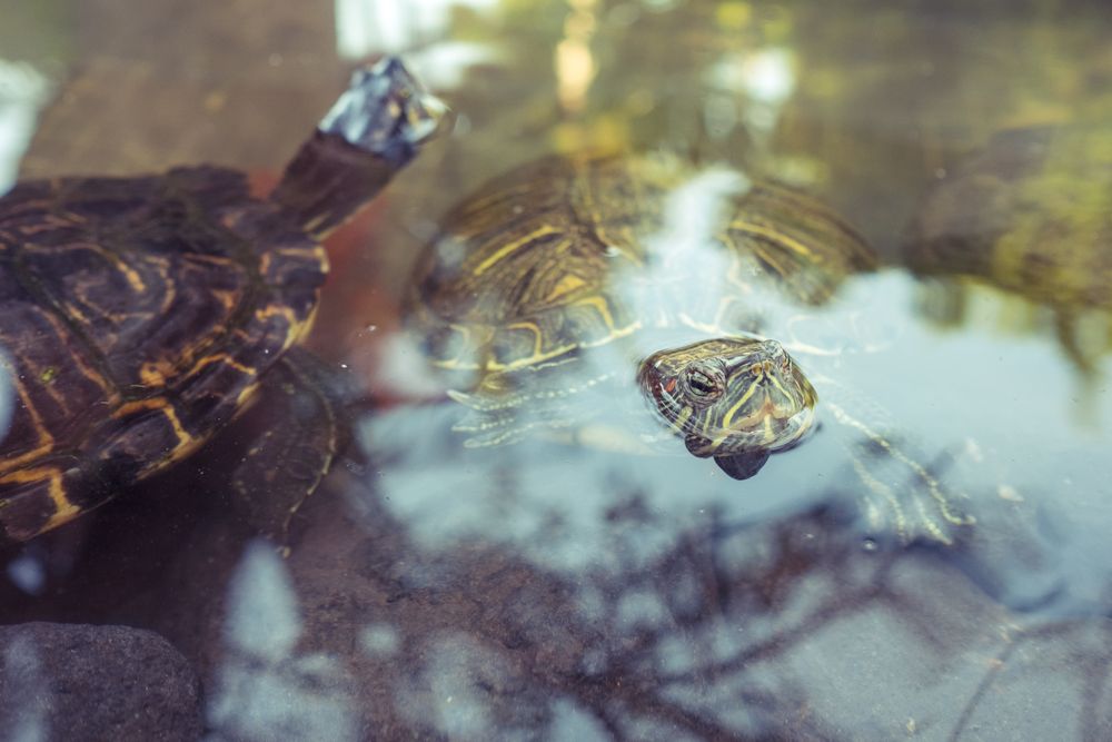 Turtles swimming in transparent water