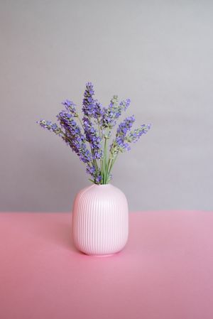 Vase of lavender flower in a pink and grey background