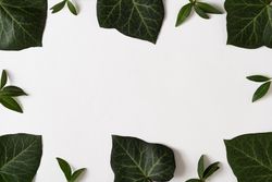 Large and small green leaves bordering light background