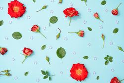 Creative arrangement of red flowers and leaves on pastel blue background