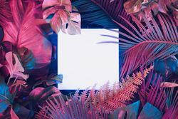 Creative fluorescent color layout made of tropical leaves with neon light square