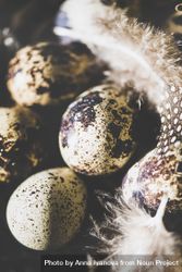 Quail eggs with feather in basket, close up bYve60