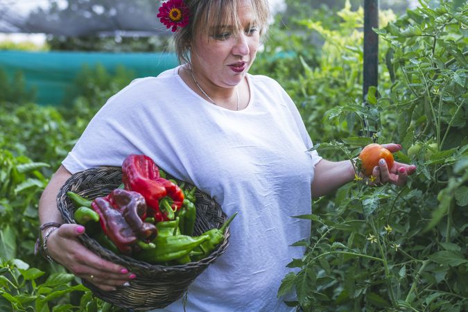 Gardener in apron harvesting vegetables from bushes in basket