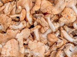 Mushrooms loosely lying for sale in produce market