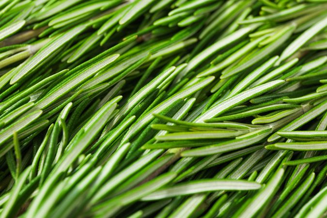 Fresh green rosemary leaves as background, closeup