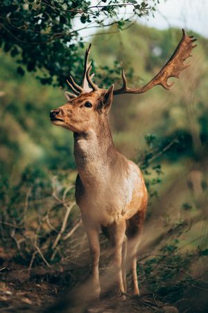 Elk standing in countryside
