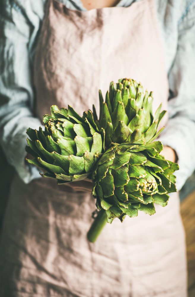 Organic garden artichokes in gardener’s hands