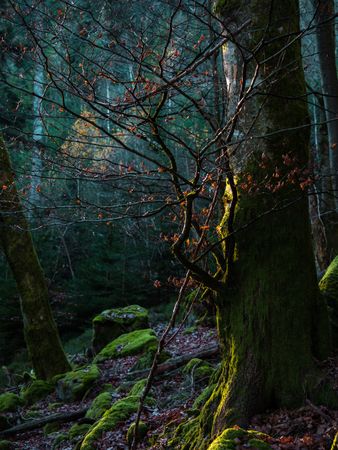 Bright autumn colors in the Vosges mountains. Alsace.