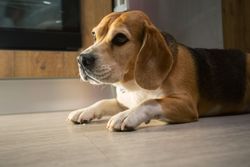 Tired Beagle resting on kitchen floor