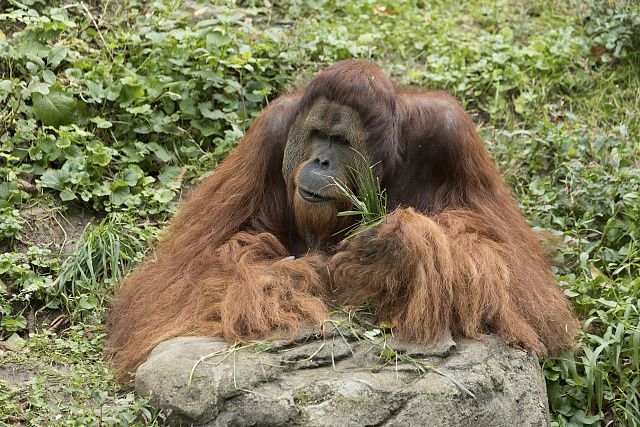 Large orangutan eating leaves
