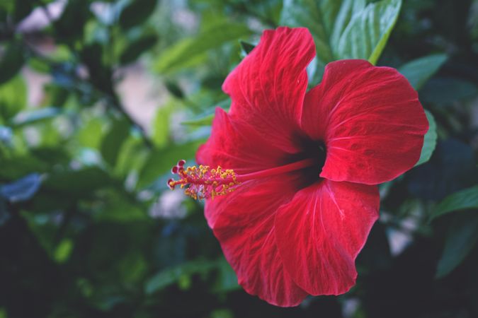 Red tropical flower on green background. Red hibiskus.