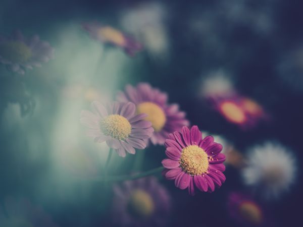 Pretty flower growing in garden