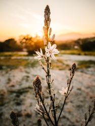 Beautiful flower in picturesque landscape at sunset
