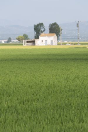 Rice paddy landscape on a sunny day