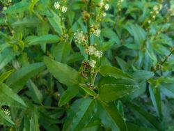 Croton bonplandianus Baill